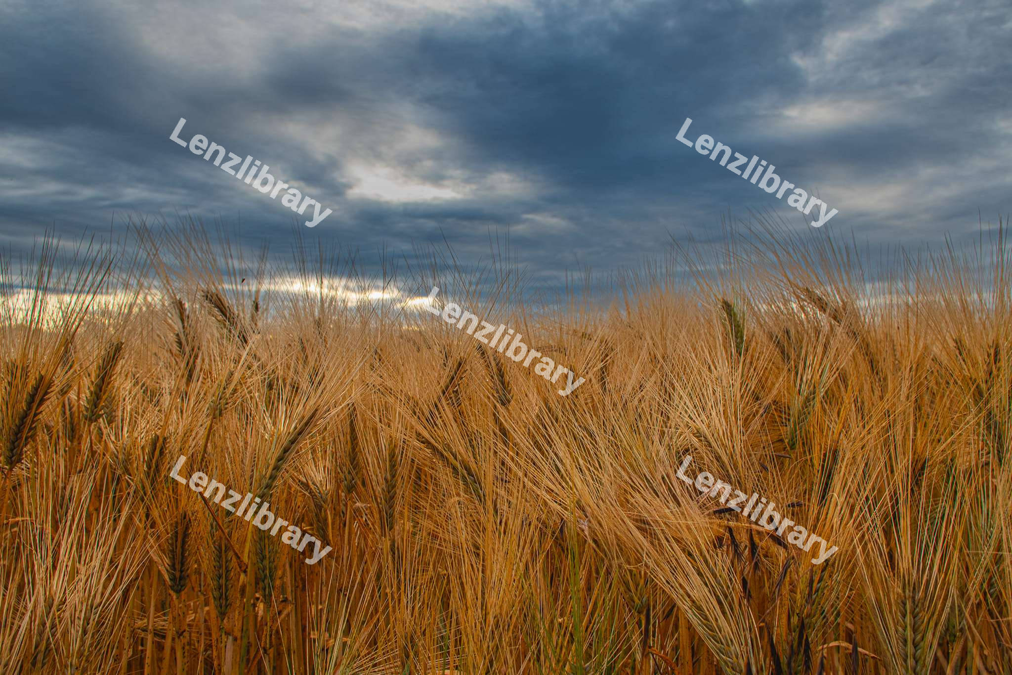Close up of a wheat field